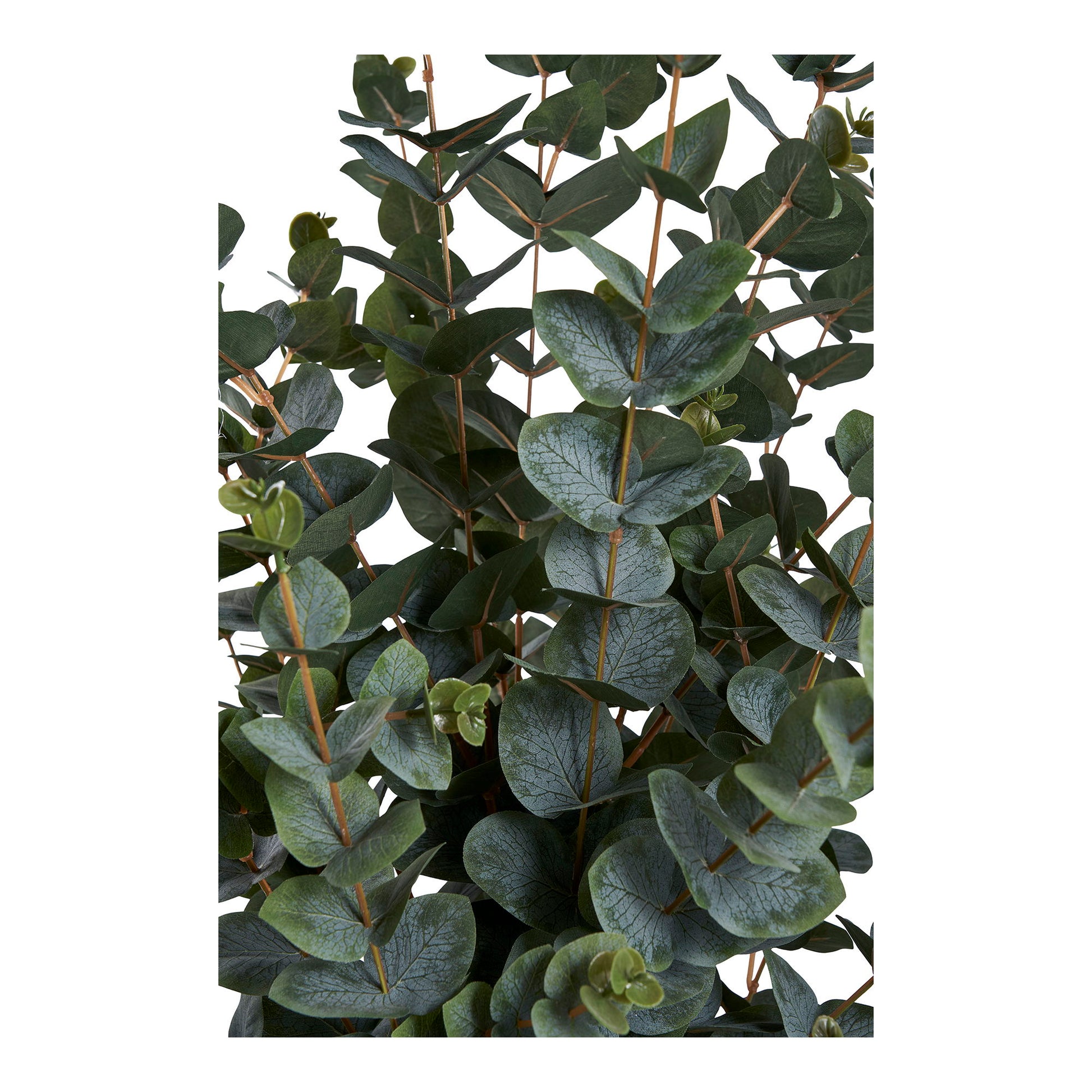Eukalyptus Træ