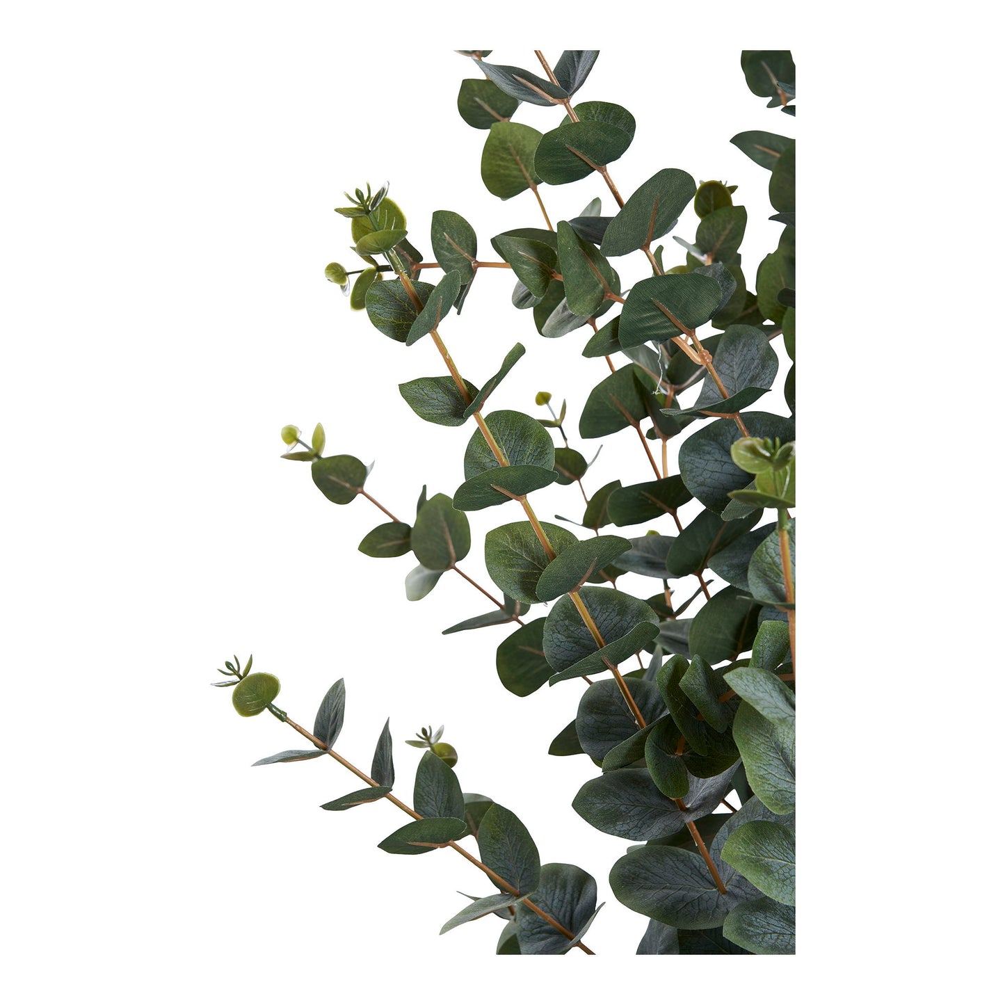 Eukalyptus Træ