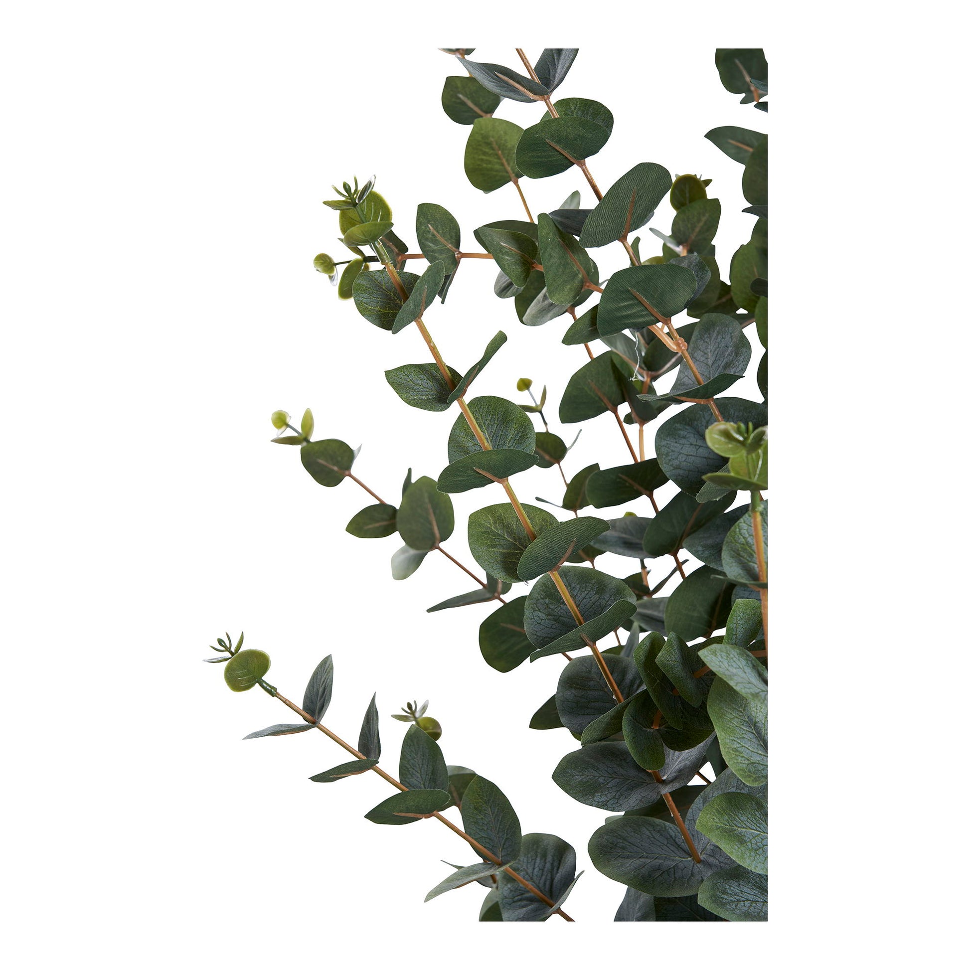 Eukalyptus Træ