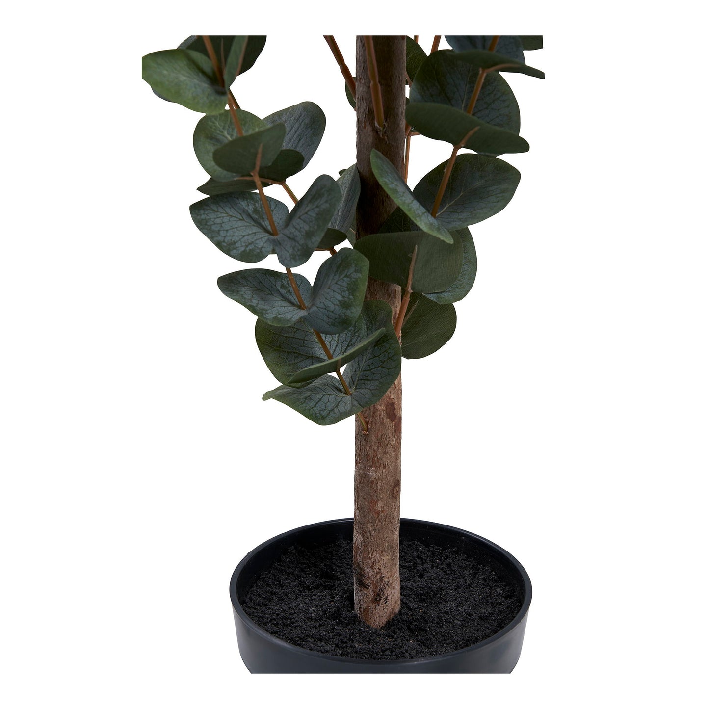 Eukalyptus Træ