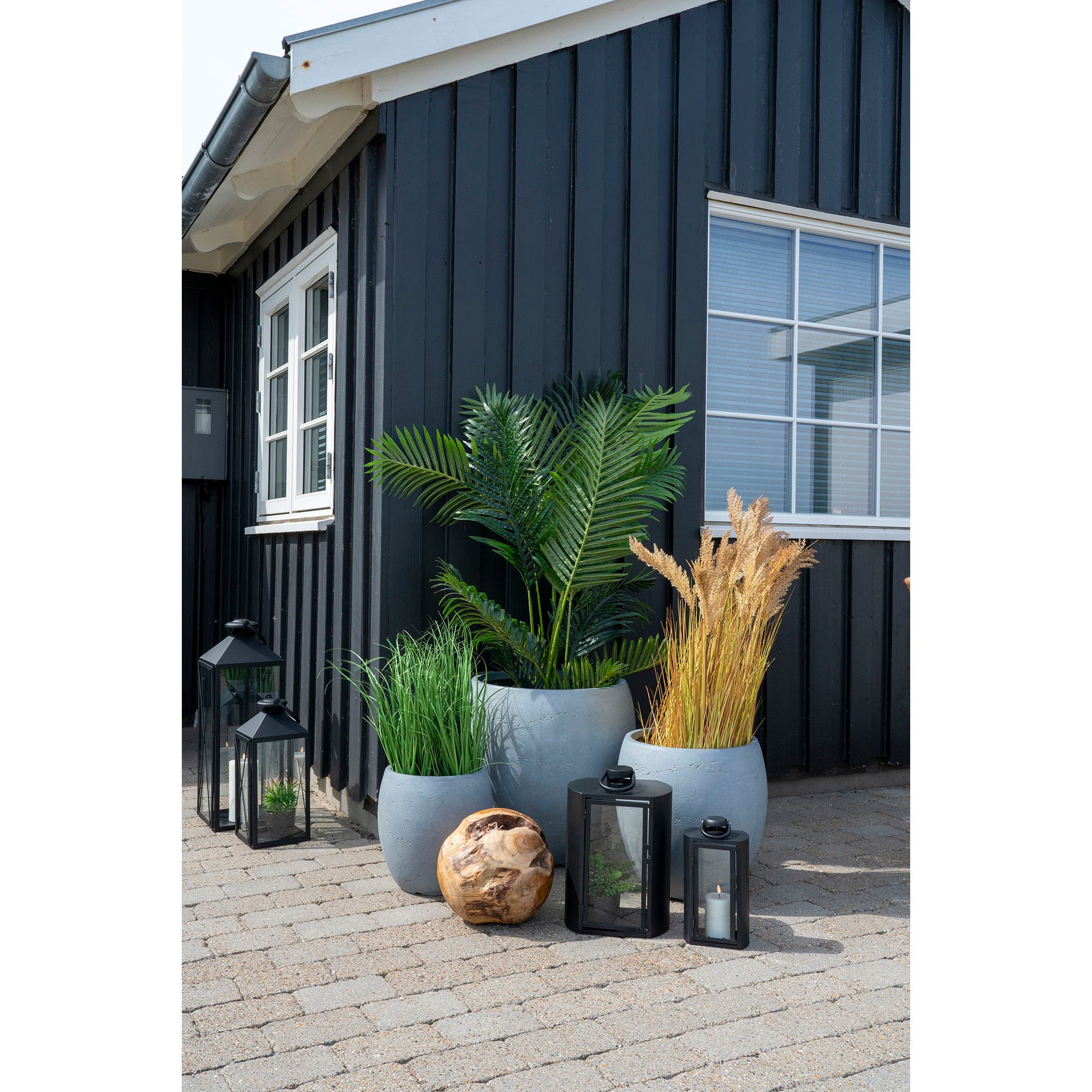 Areca Palme