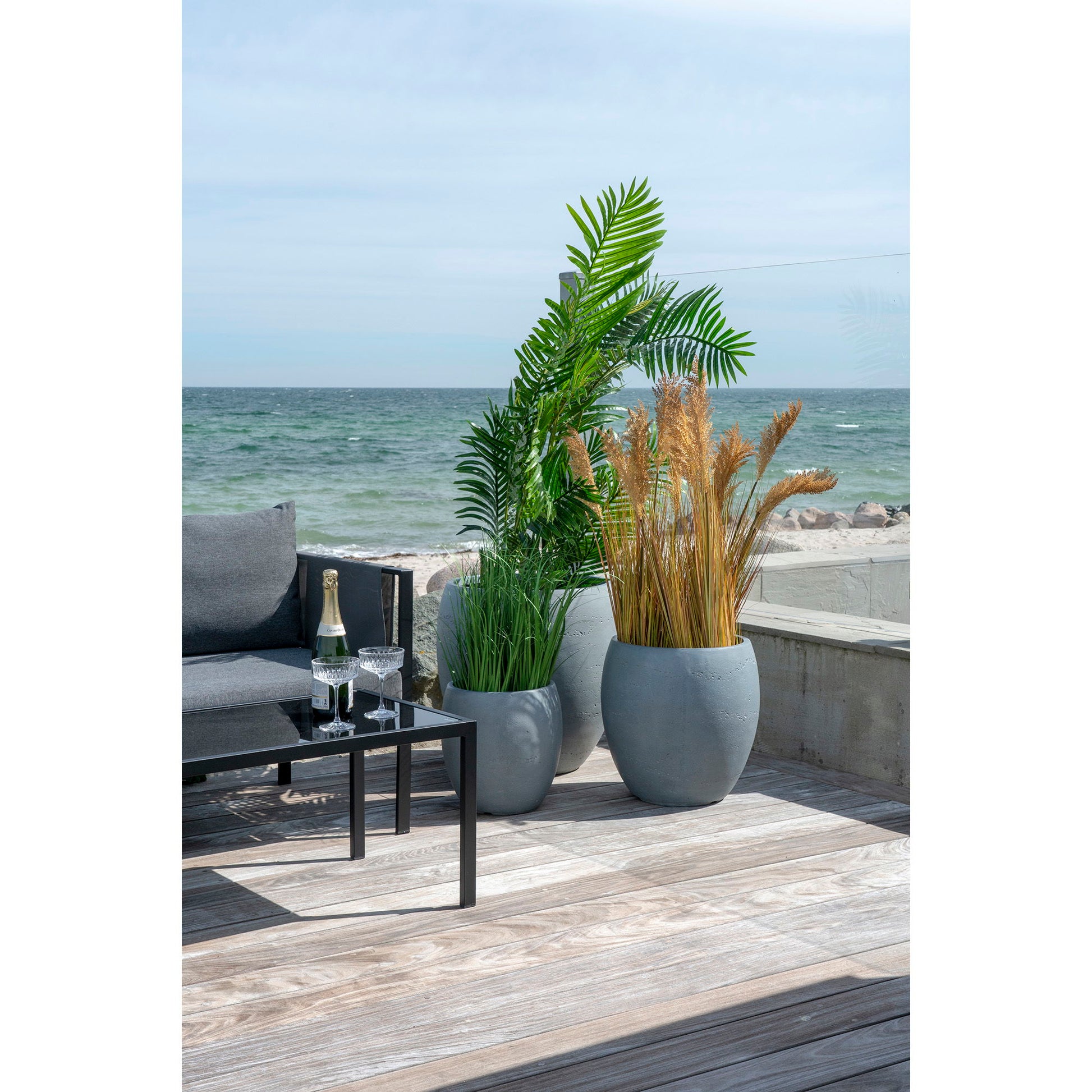 Areca Palme