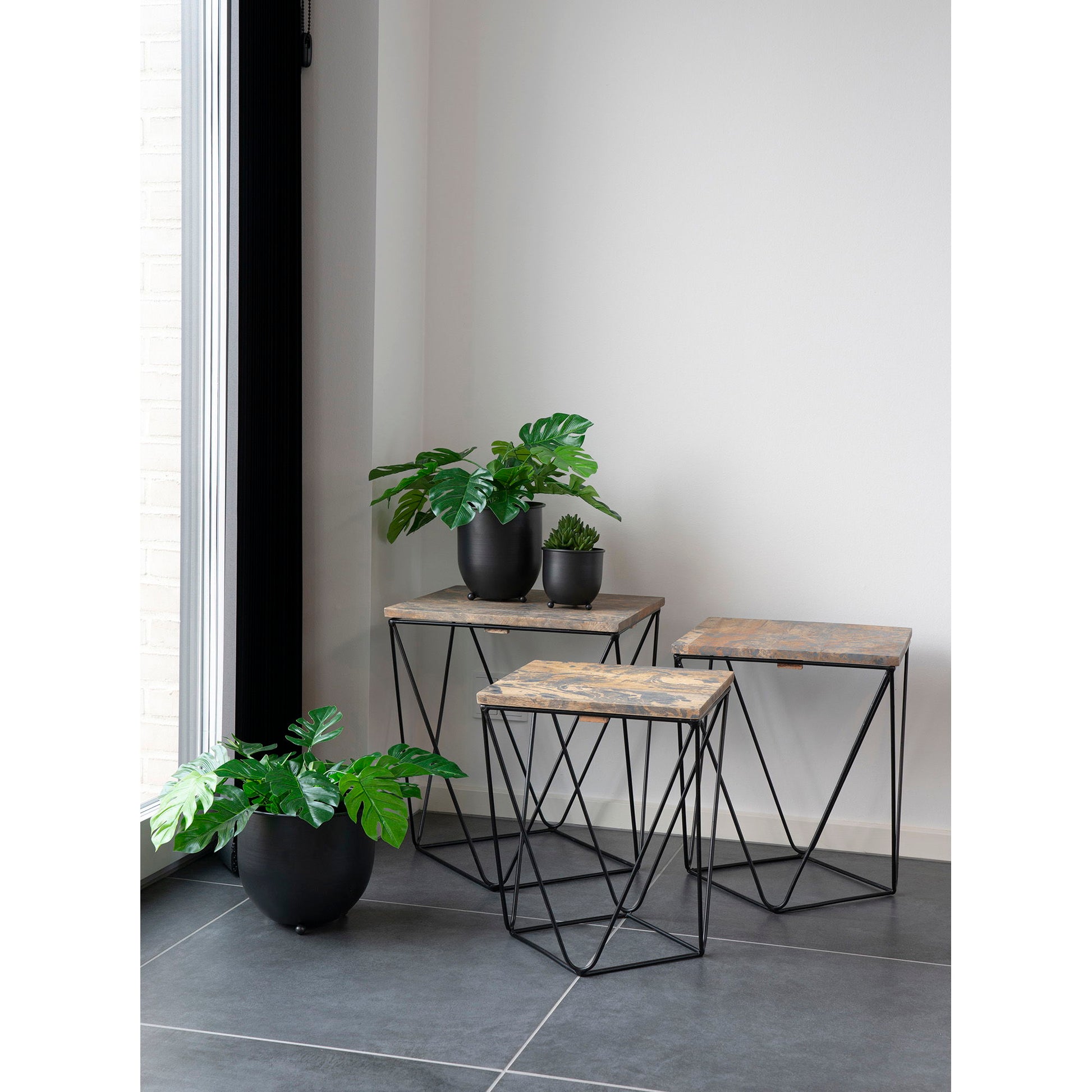 Monstera