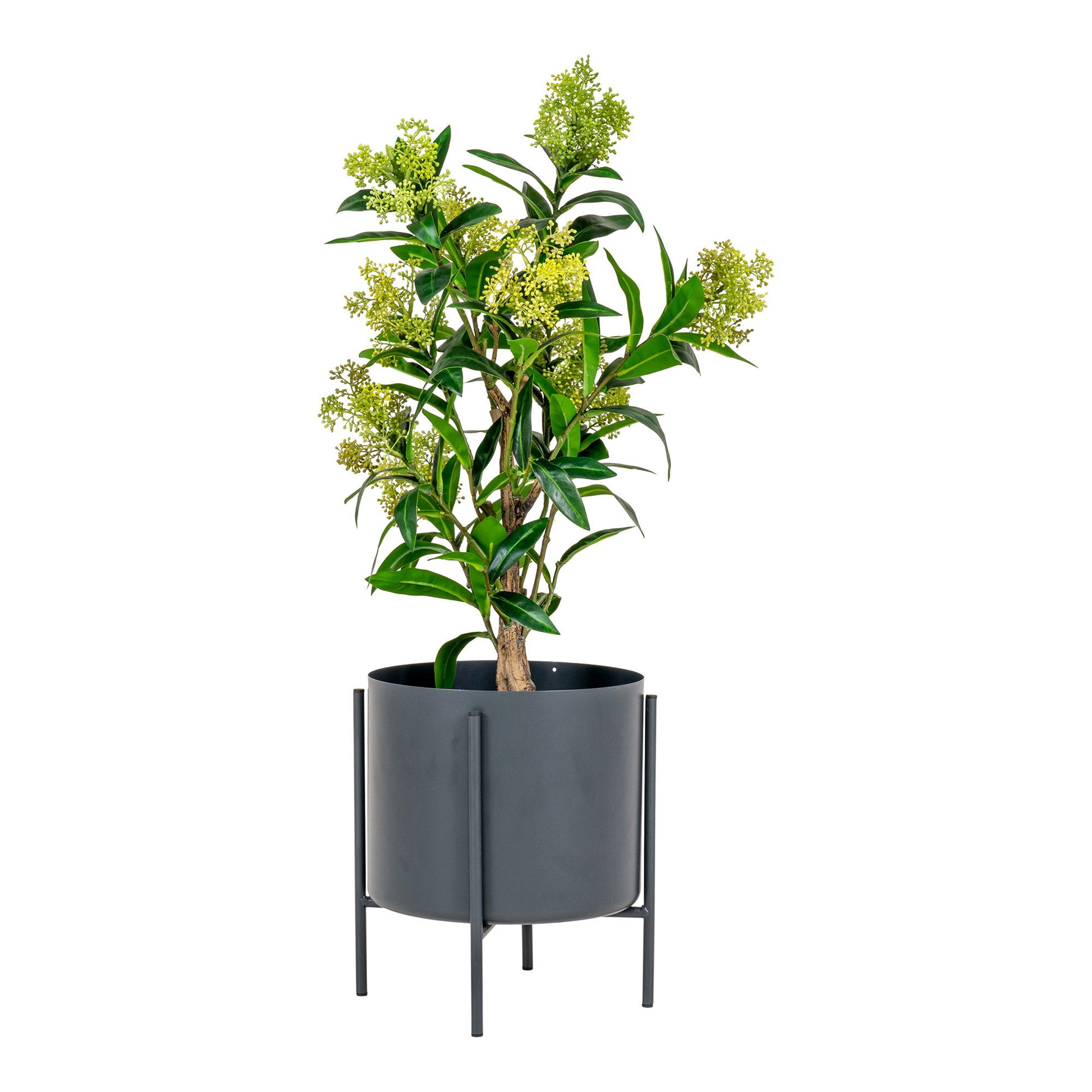Skimmia Træ