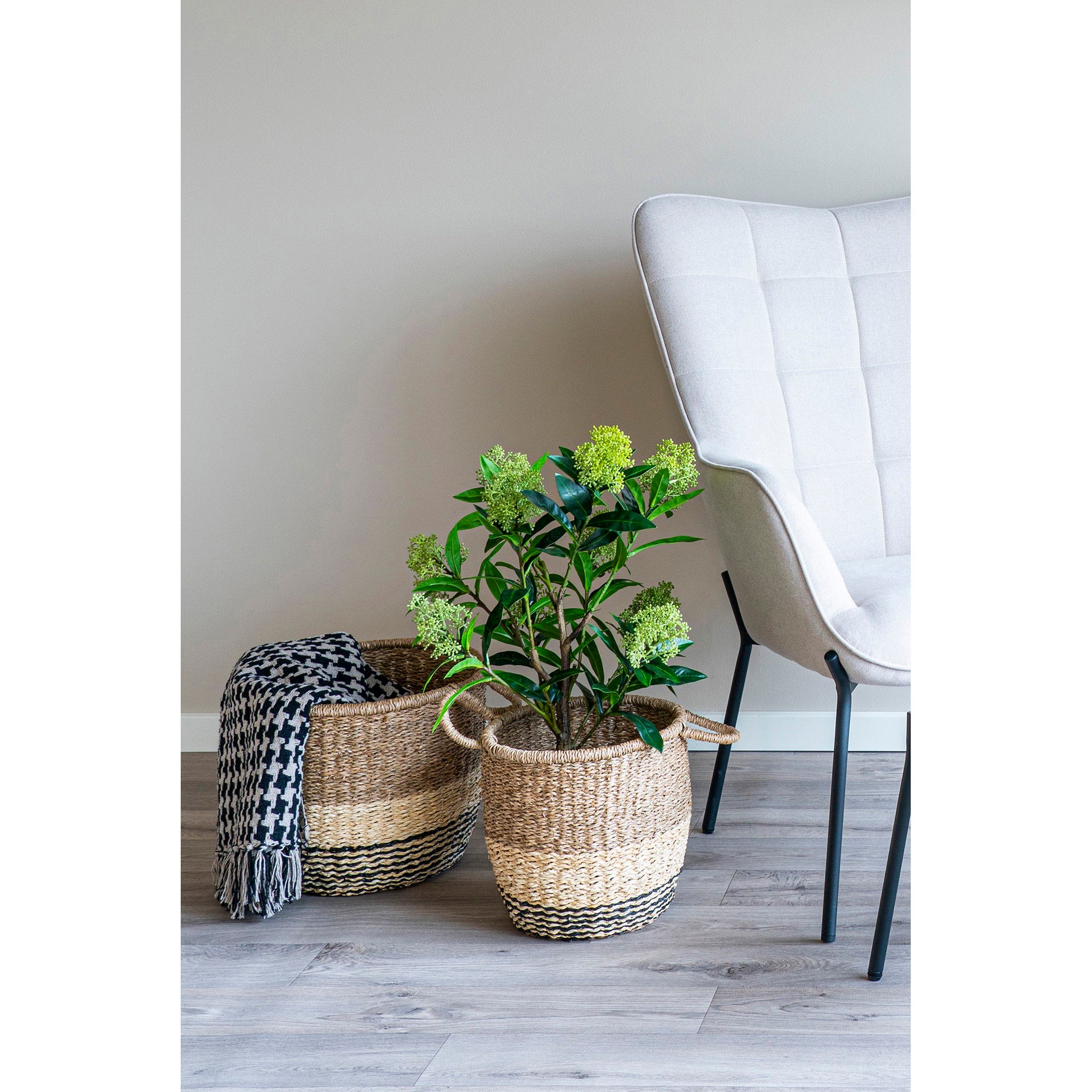 Skimmia Træ