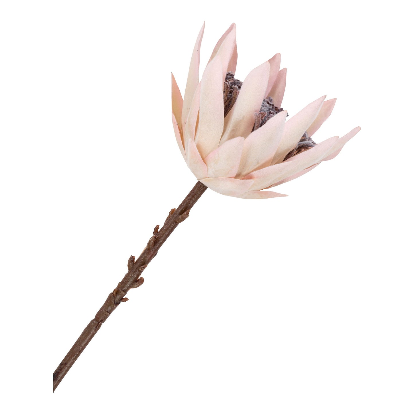 King Protea Buket