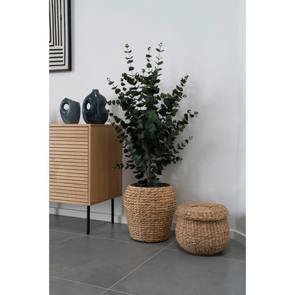 Eukalyptus Træ