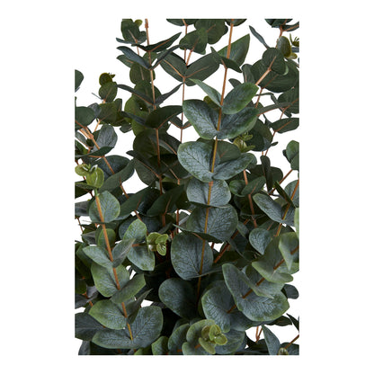 Eukalyptus Træ