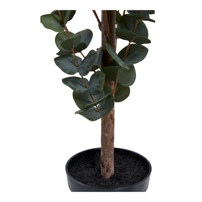 Eukalyptus Træ