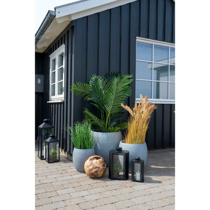 Areca Palme