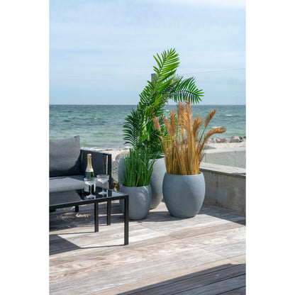Areca Palme