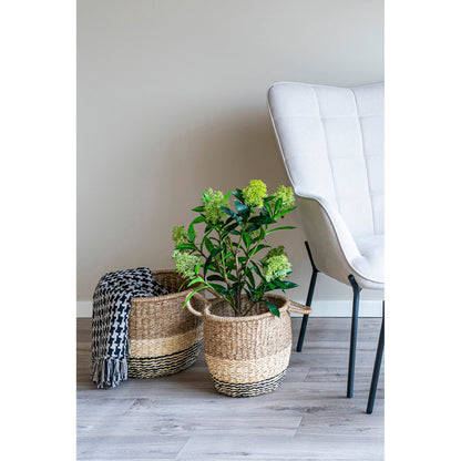 Skimmia Træ